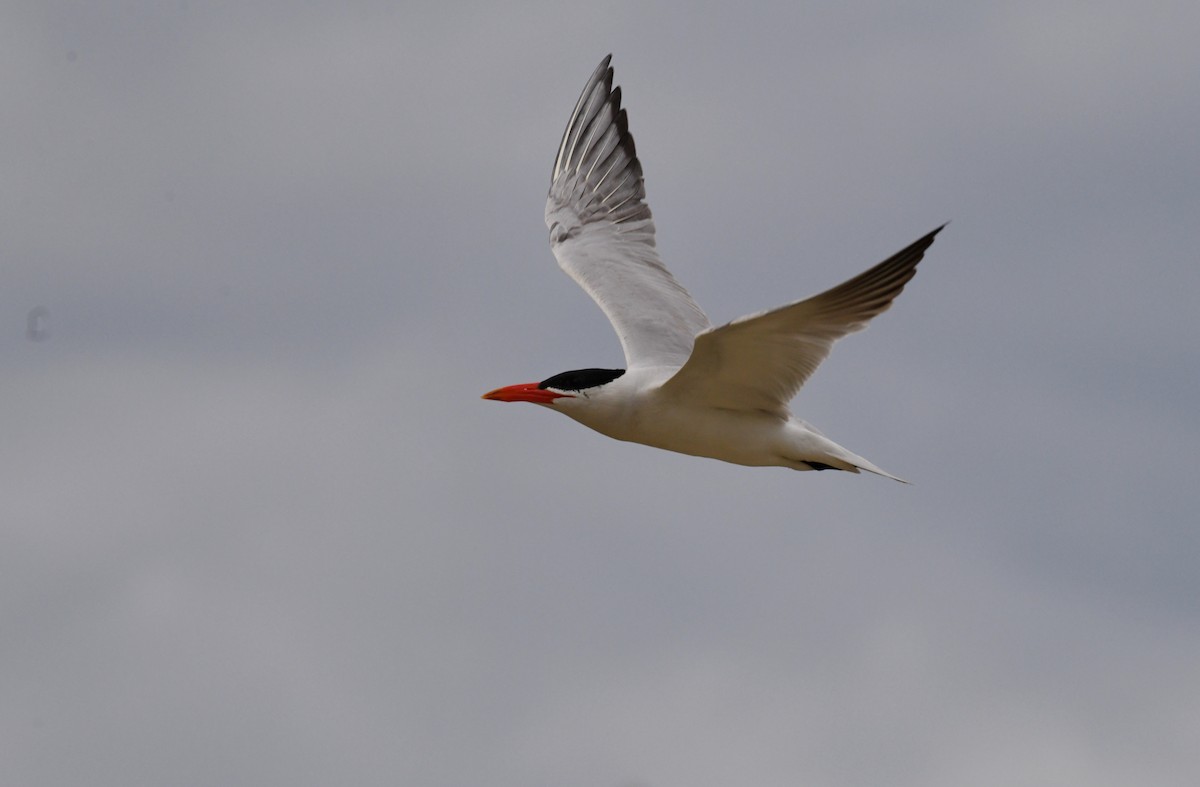 rybák velkozobý - ML644785218