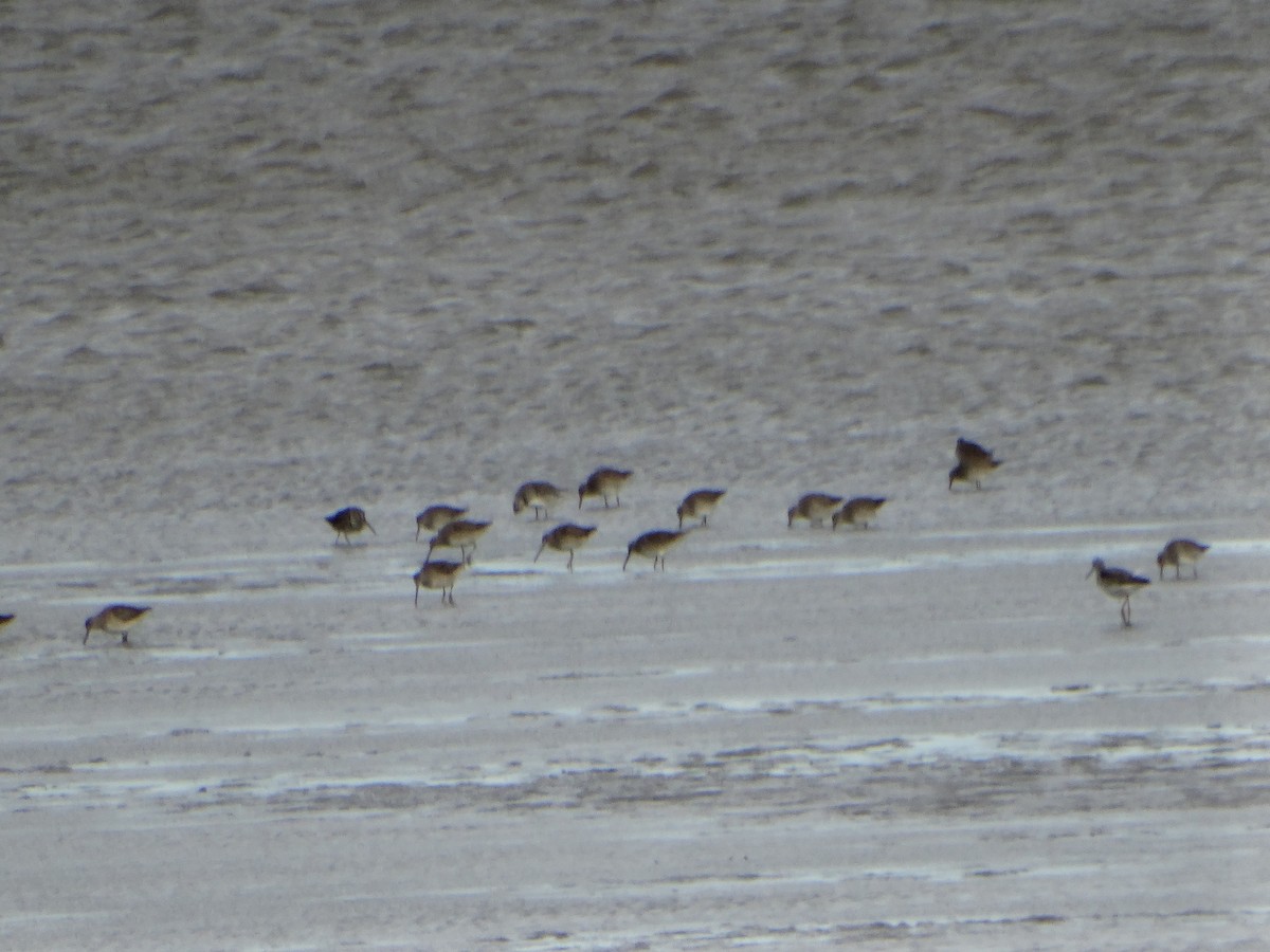 長嘴半蹼鷸 - ML644785231