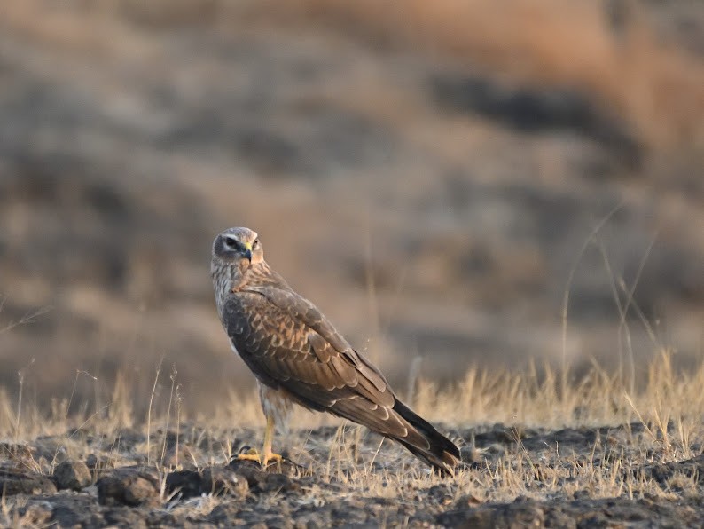 Pallid Harrier - ML644785233
