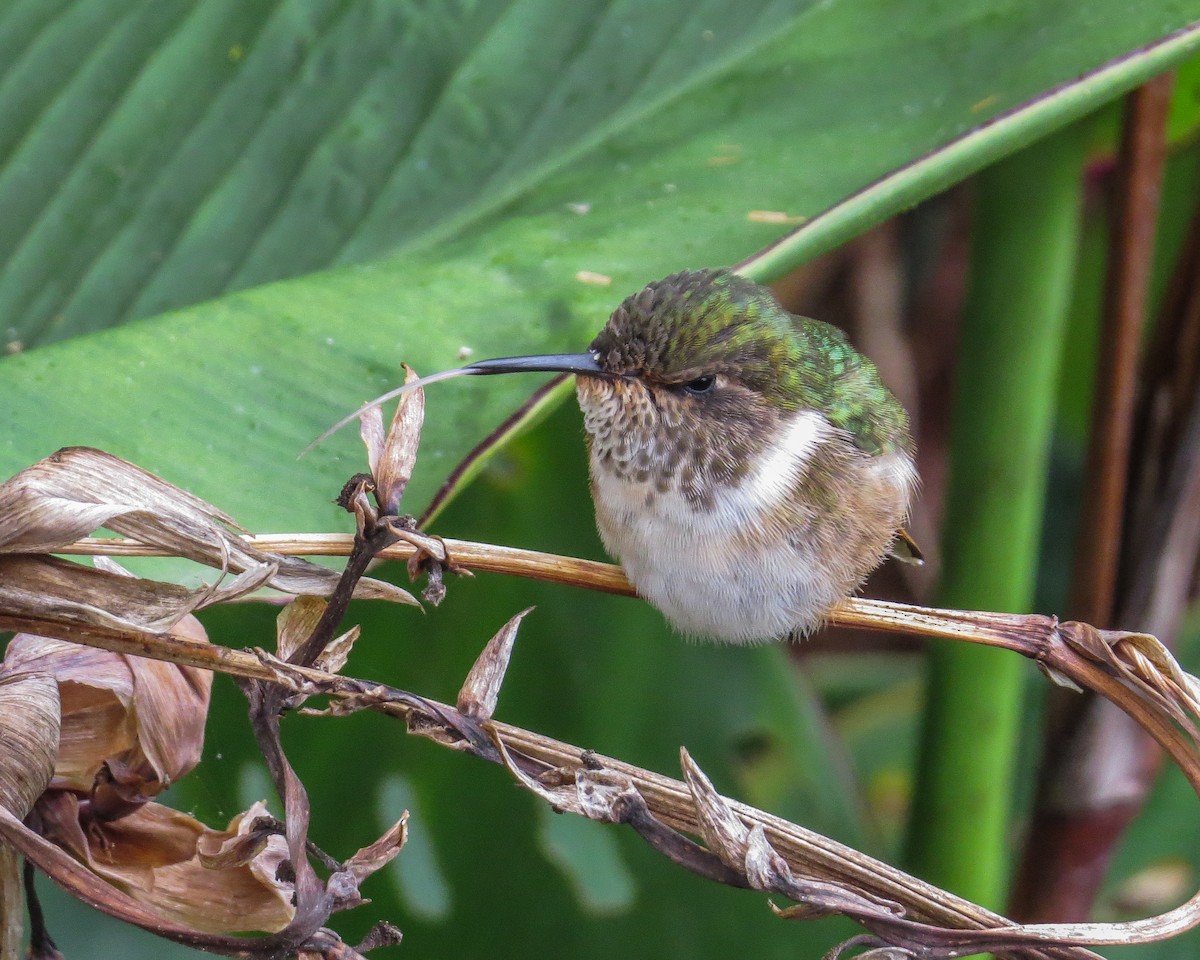 Scintillant Hummingbird - ML644785234