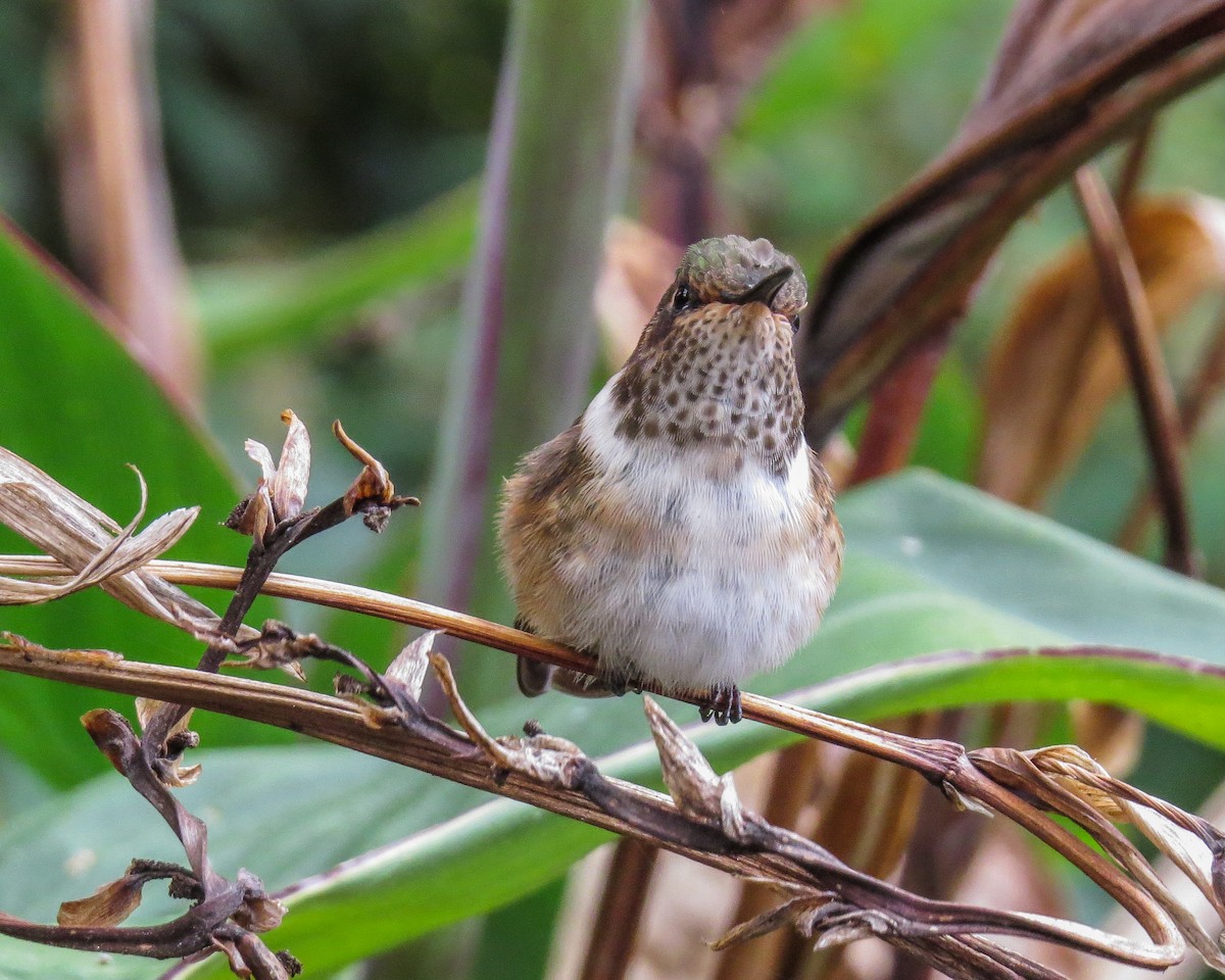 Scintillant Hummingbird - ML644785235