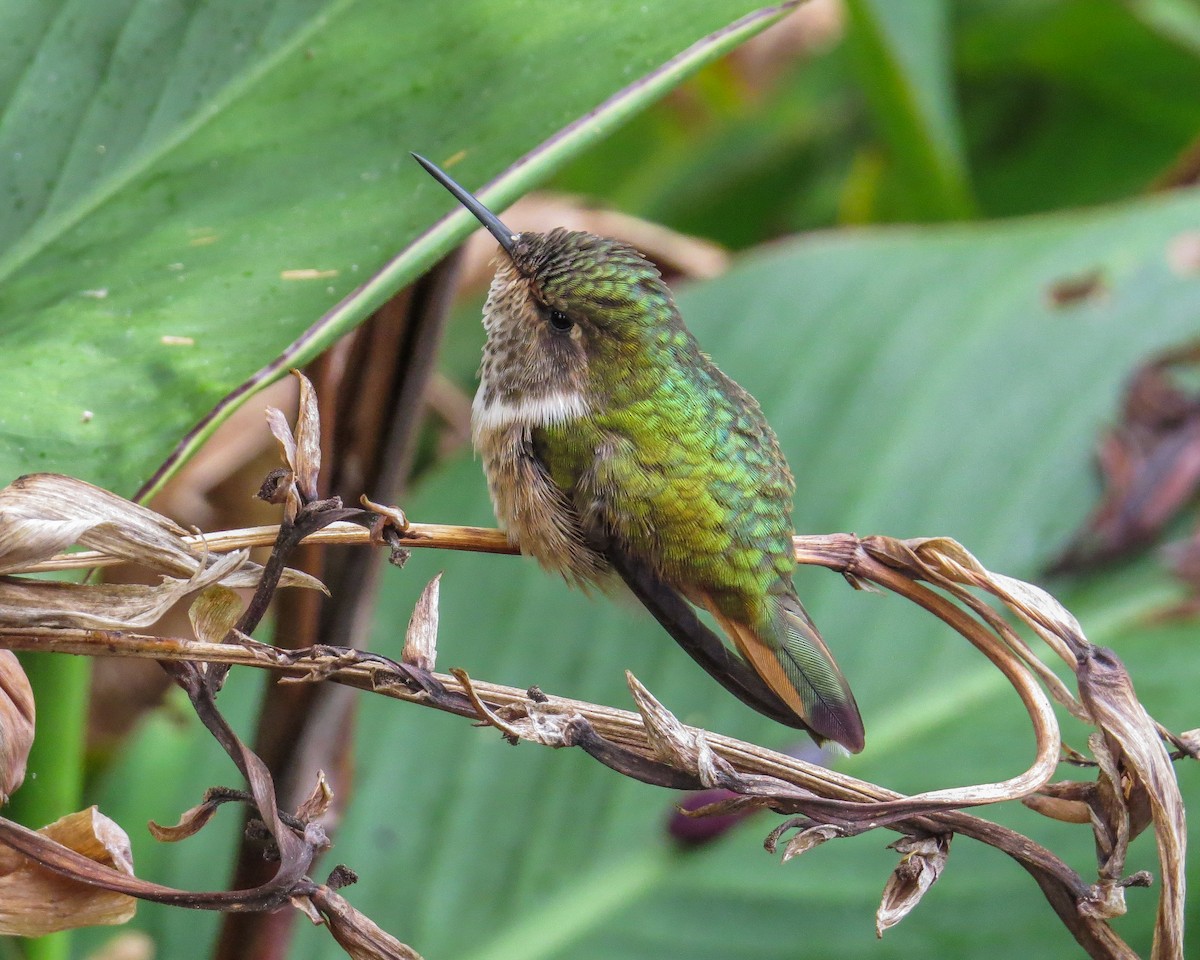 Scintillant Hummingbird - ML644785236