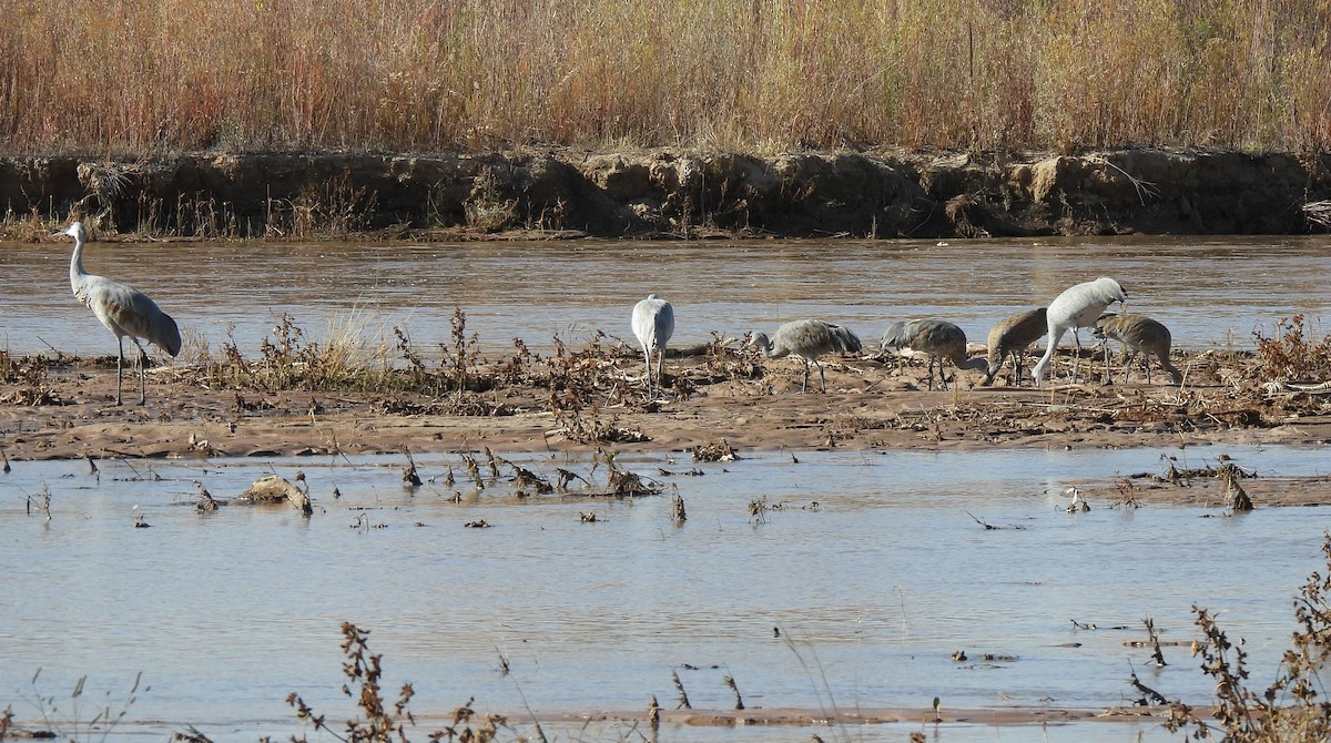 Sandhill Crane - ML644785238