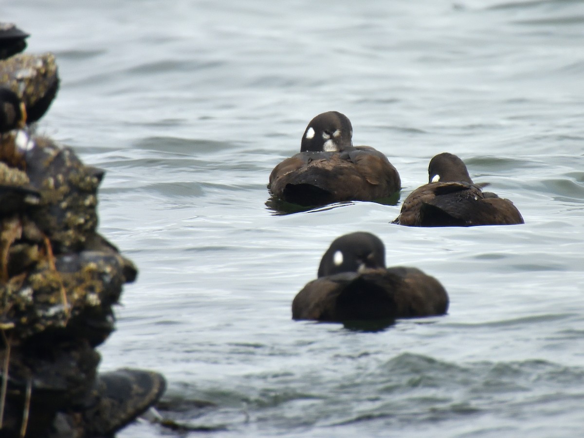 Surf Scoter - ML644785243