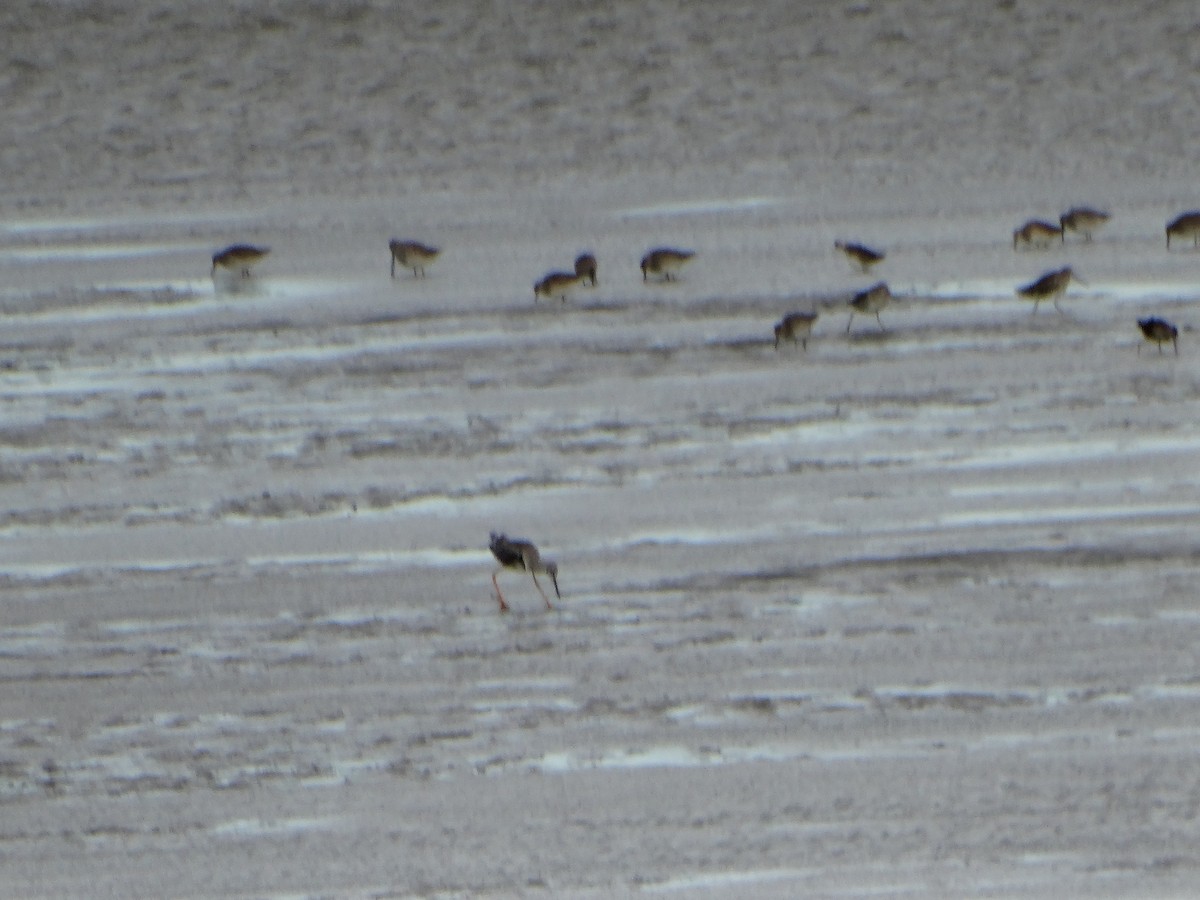 Kuliska hankahori handia - ML644785278