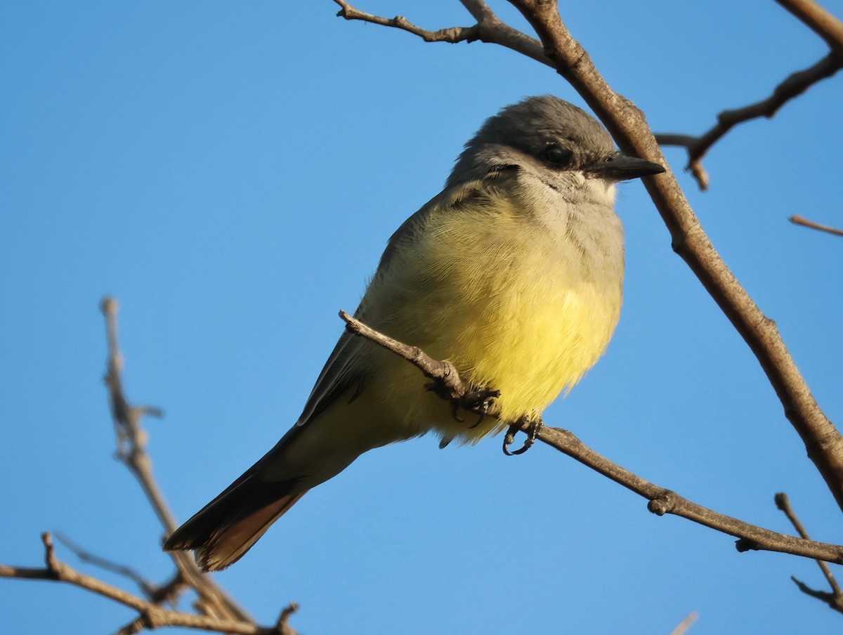 Cassin's Kingbird - ML644785280