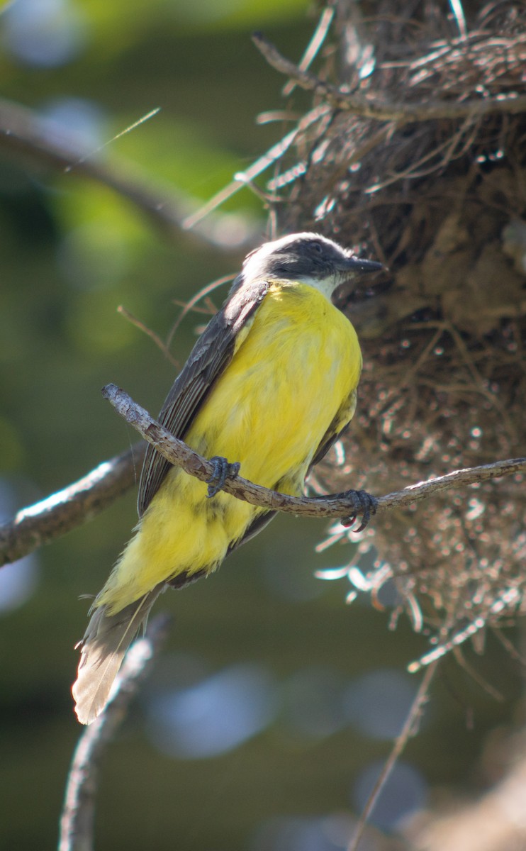 Красношапочный бентеви - ML644785290