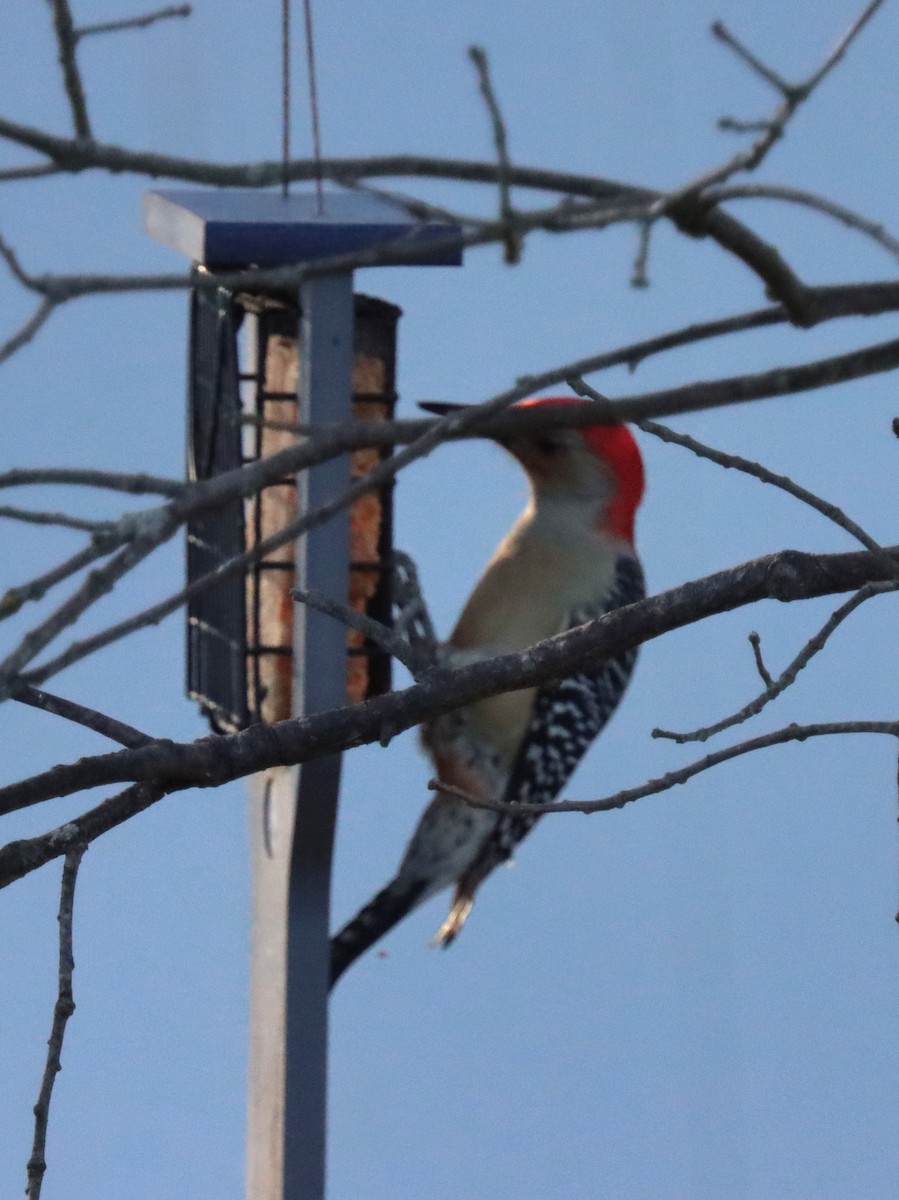 Carpintero de Carolina - ML644785303