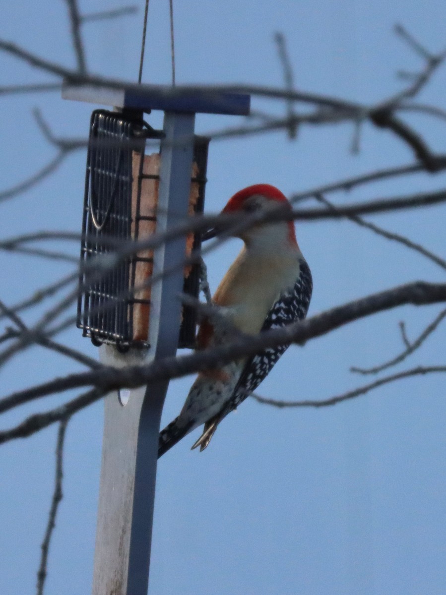 Carpintero de Carolina - ML644785305