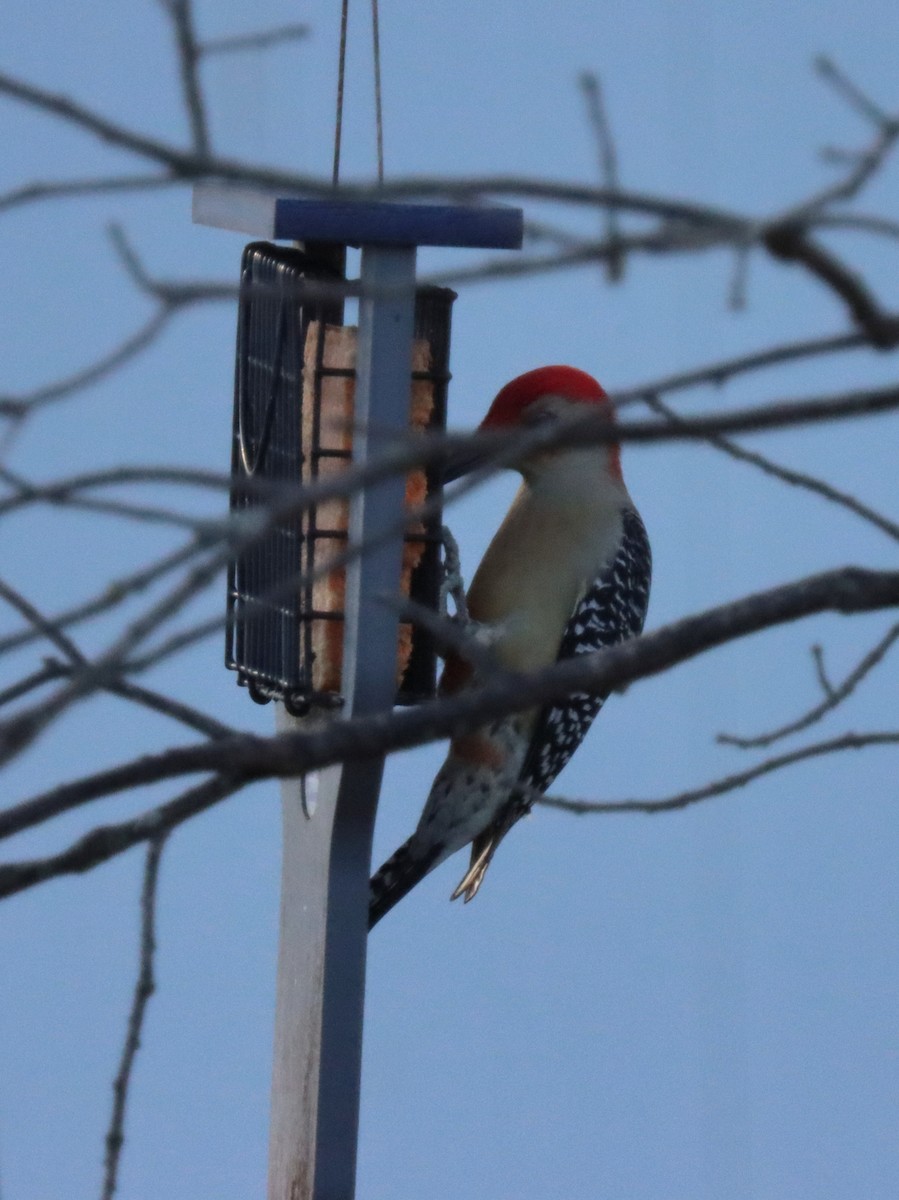 Carpintero de Carolina - ML644785306