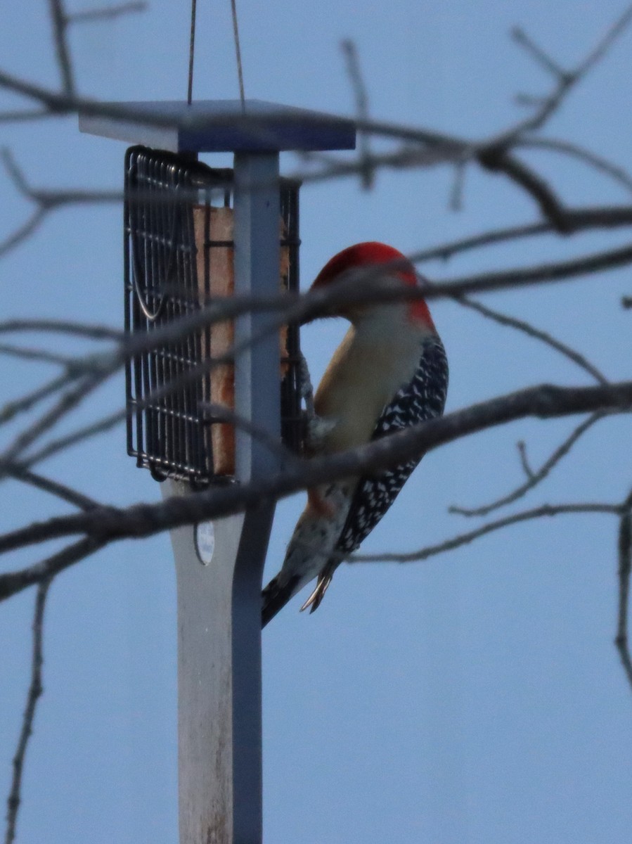 Carpintero de Carolina - ML644785307