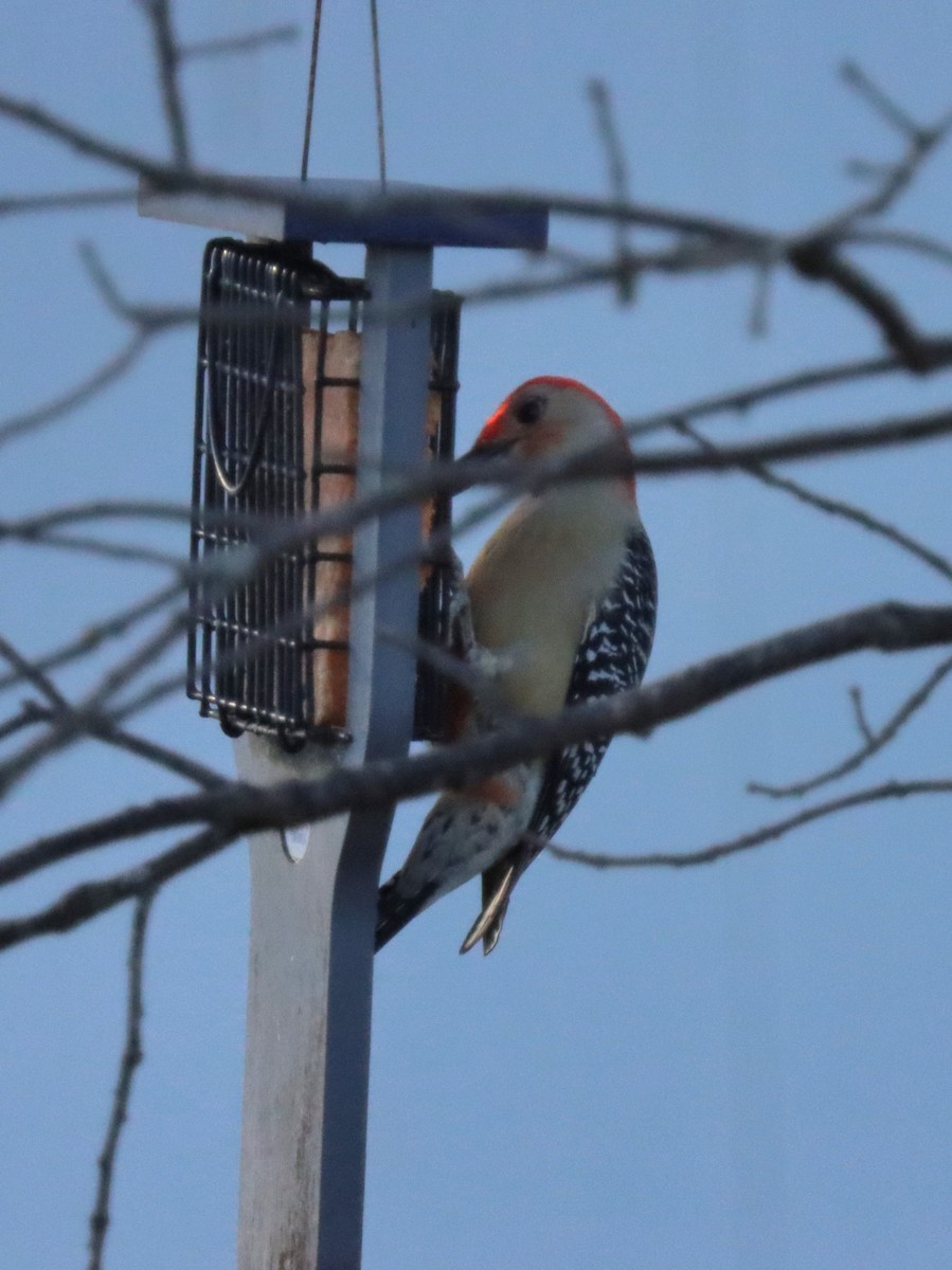 Carpintero de Carolina - ML644785308