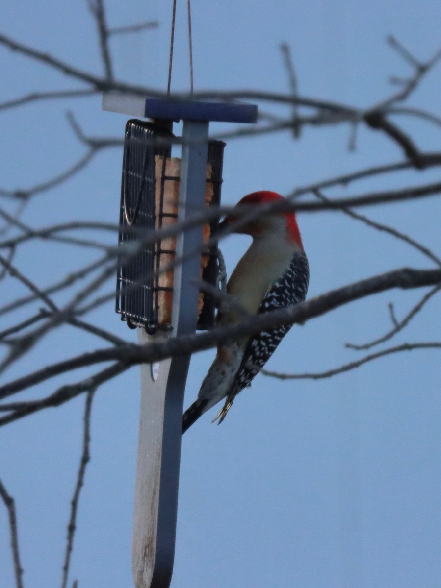 Carpintero de Carolina - ML644785309