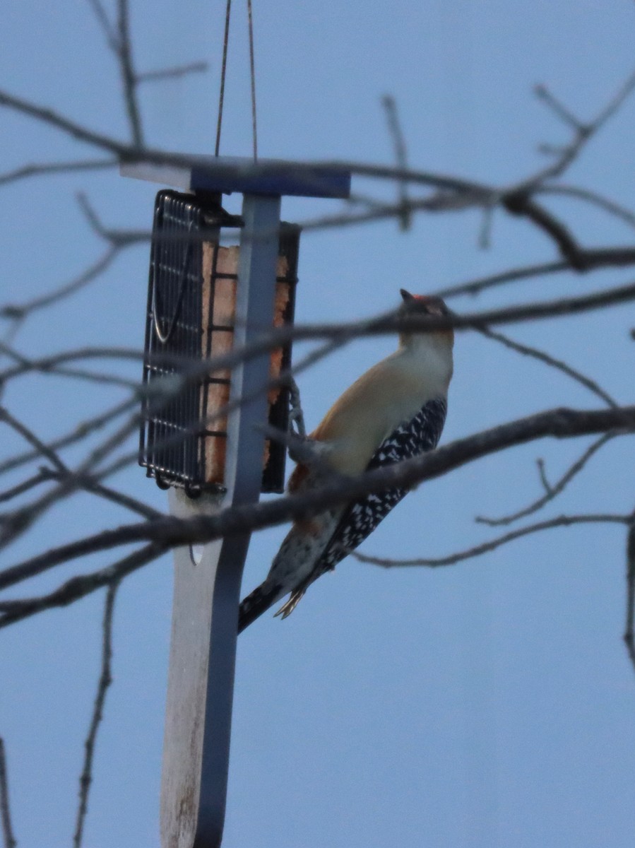 Carpintero de Carolina - ML644785310