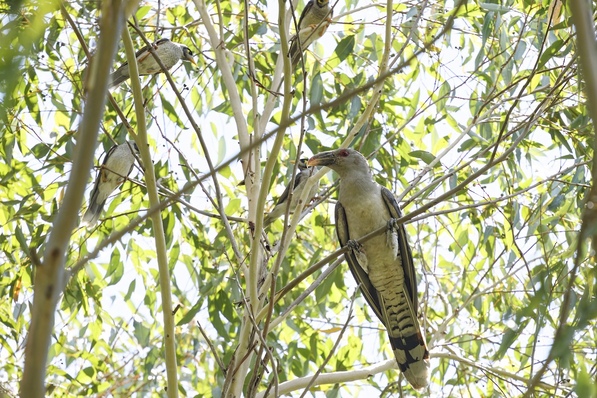 オオオニカッコウ - ML644785320