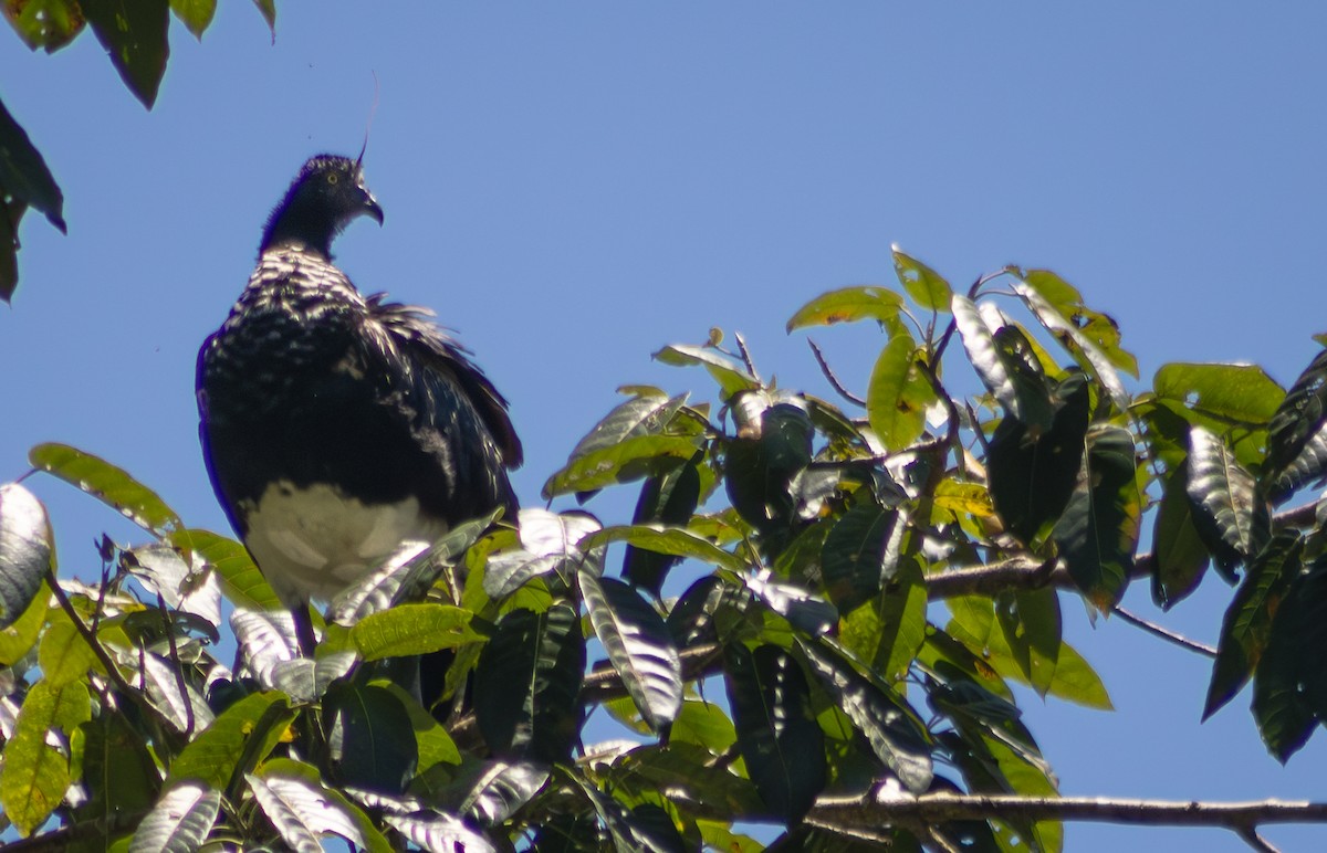 kamiš růžkatý - ML644785326