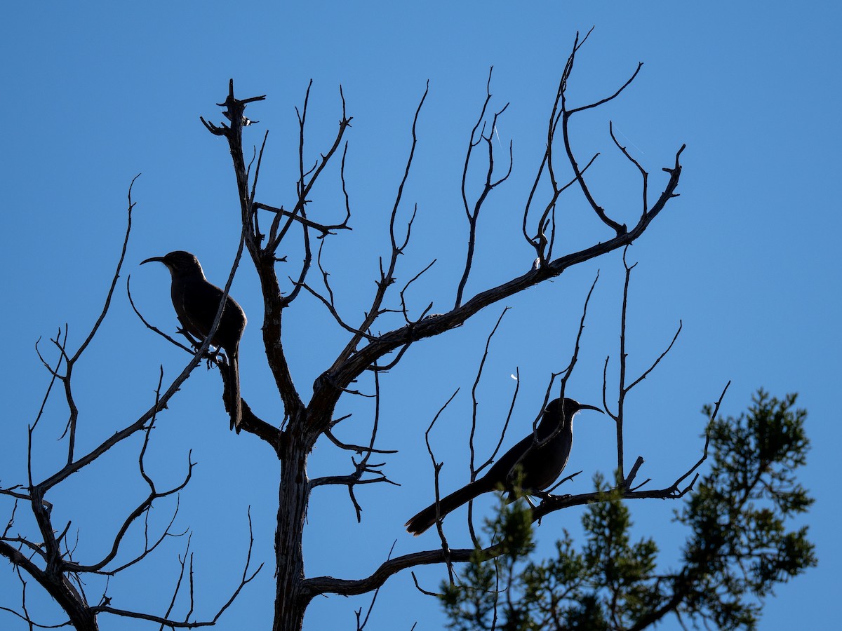 Crissal Thrasher - ML644785335