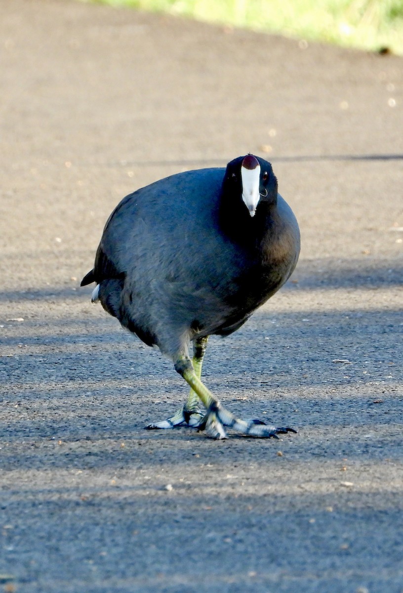 Focha Americana - ML644785347