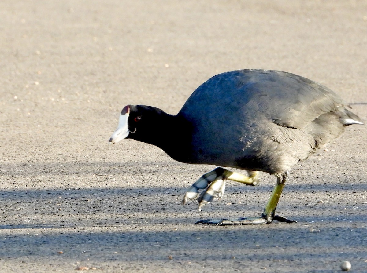 Focha Americana - ML644785348