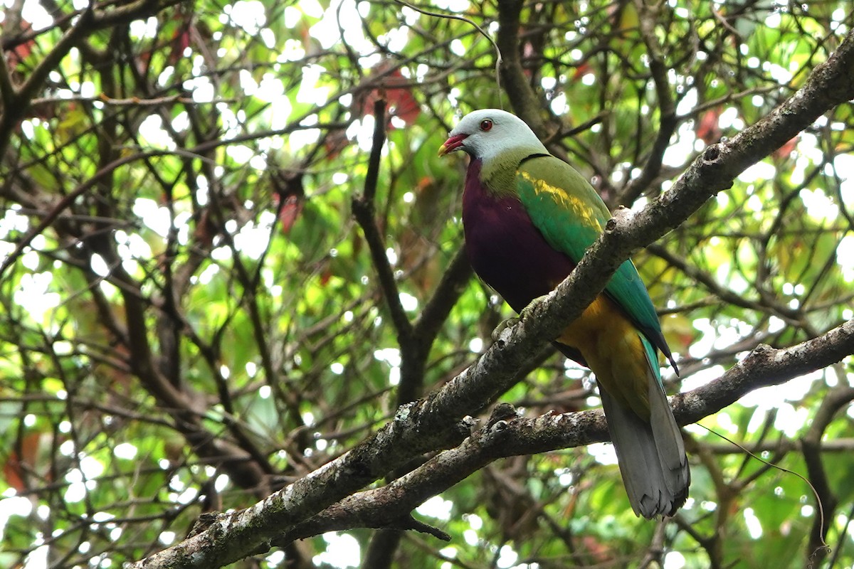 Wompoo Fruit-Dove - ML644785356