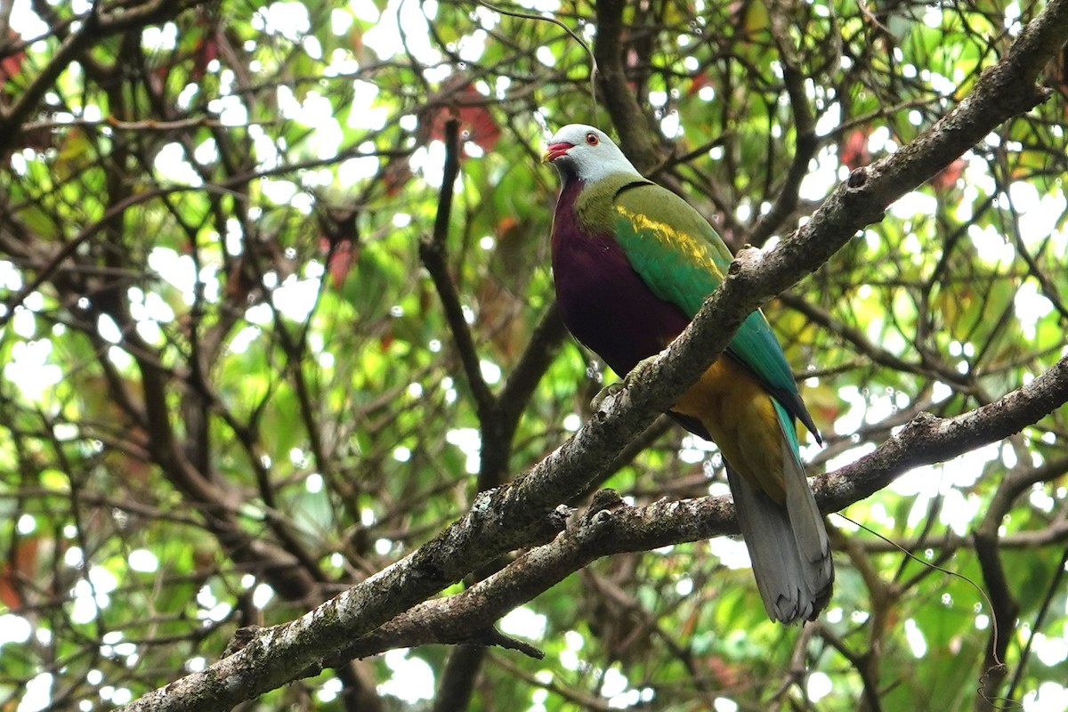 Wompoo Fruit-Dove - ML644785358