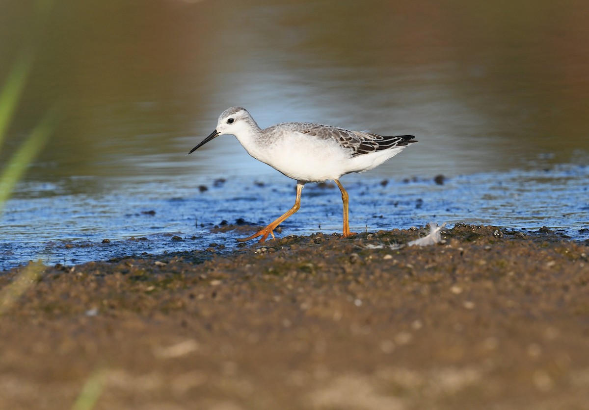 Wilson's Phalarope - ML644785360