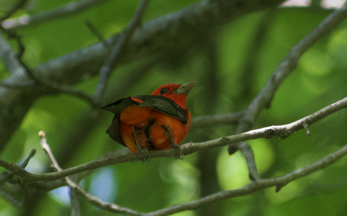 rødpiranga - ML644785364