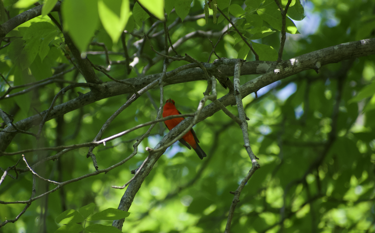 rødpiranga - ML644785366