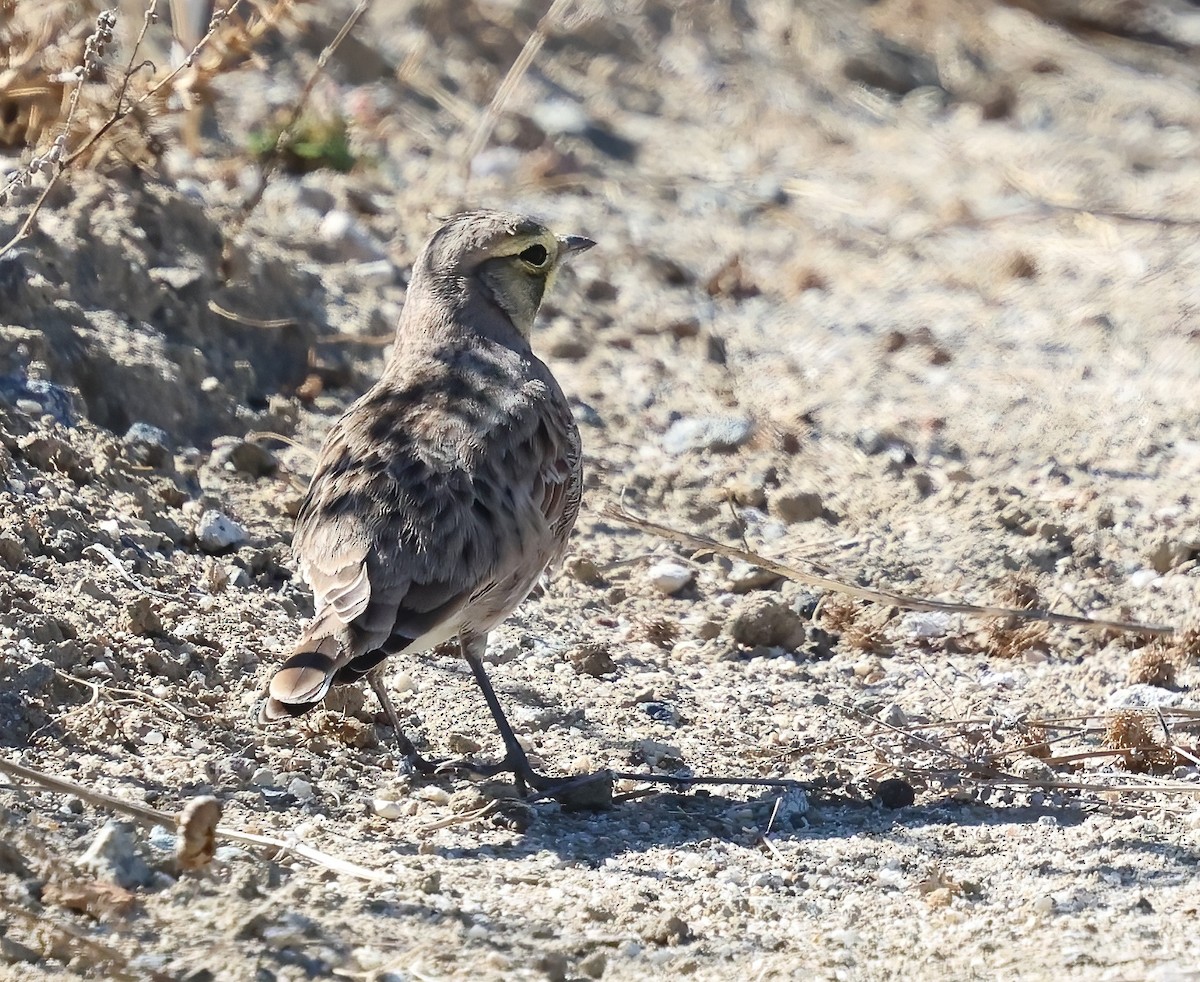 Horned Lark - ML644785367