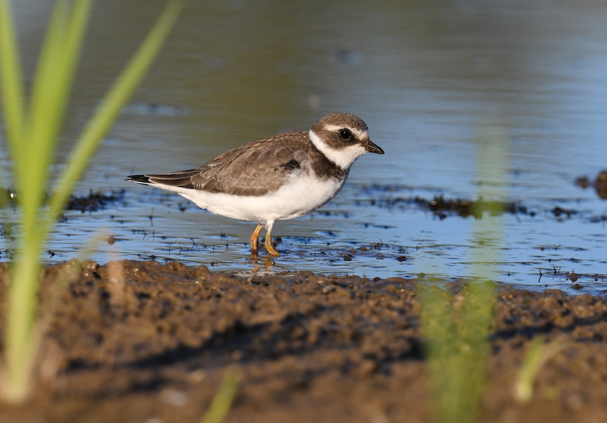 Semipalmated Plover - ML644785369