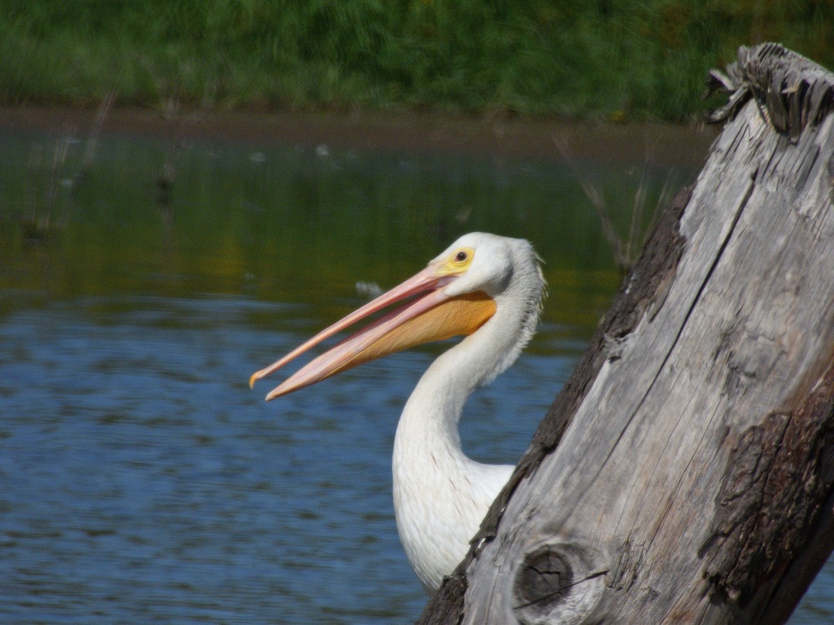 American White Pelican - ML644785371