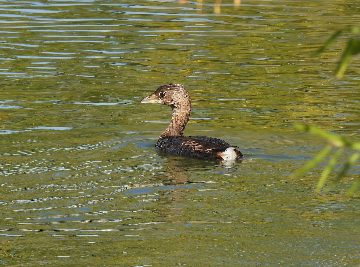 Pied-billed Grebe - ML644785374