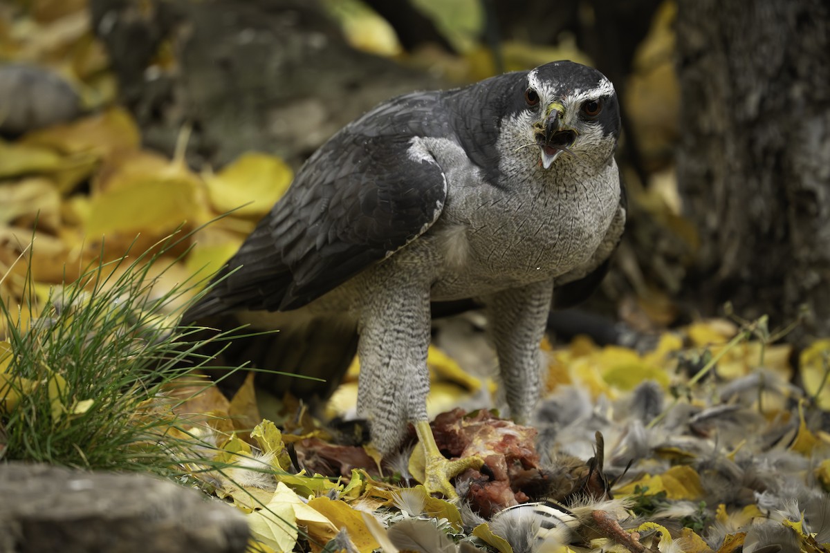 American Goshawk - ML644785375