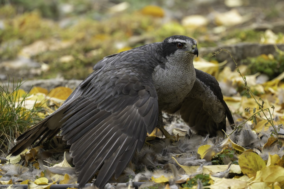 American Goshawk - ML644785376