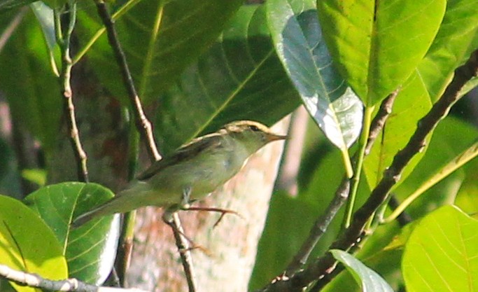 Желтобрюхая пеночка - ML644785386