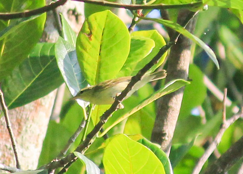 Желтобрюхая пеночка - ML644785387