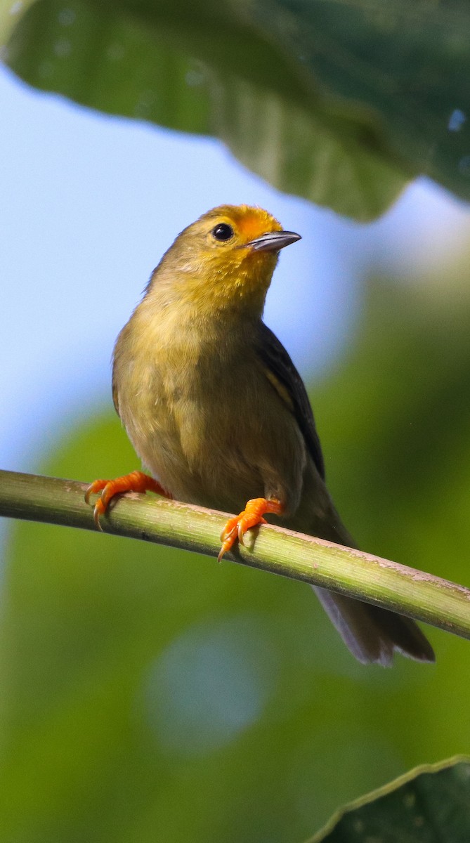 Orange-fronted Plushcrown - ML644785427
