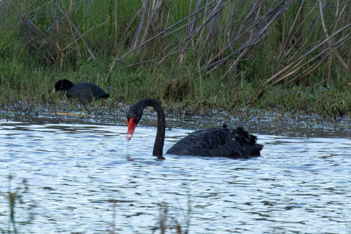 Black Swan - ML644785430