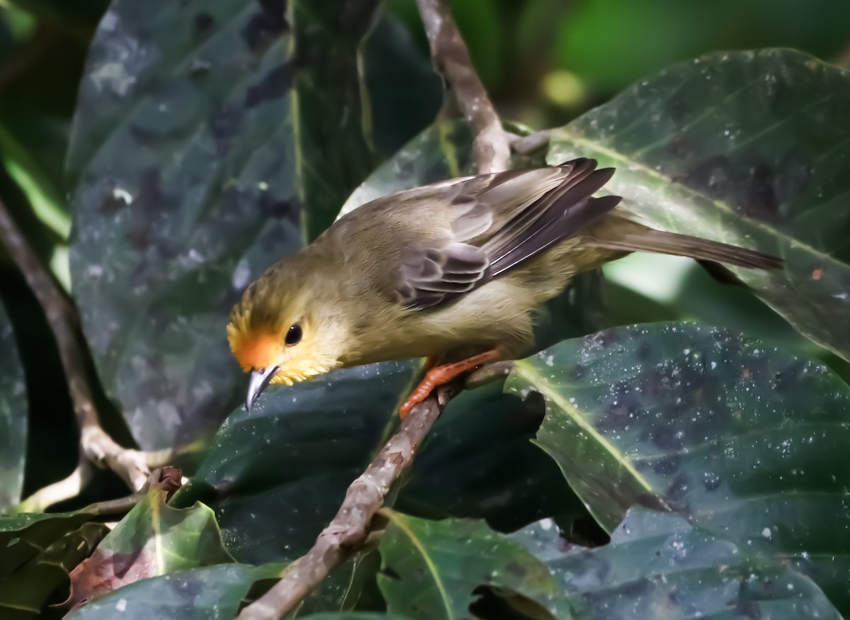 Orange-fronted Plushcrown - ML644785434