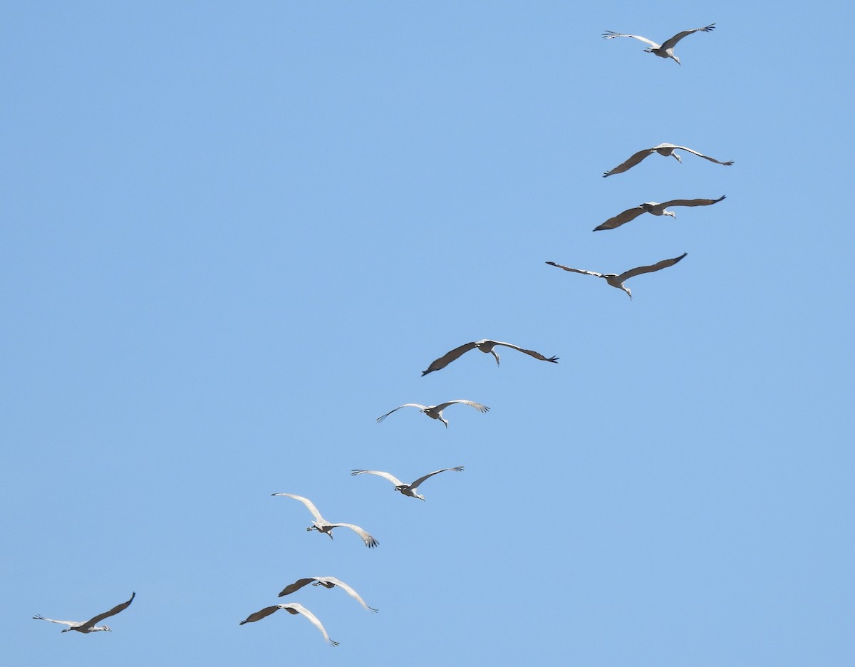 Sandhill Crane - ML644785436