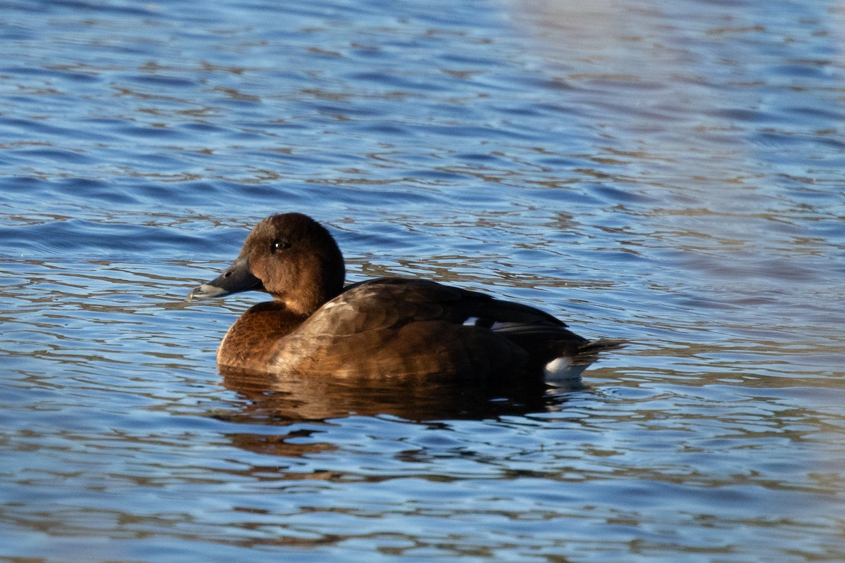 Hardhead - ML644785437