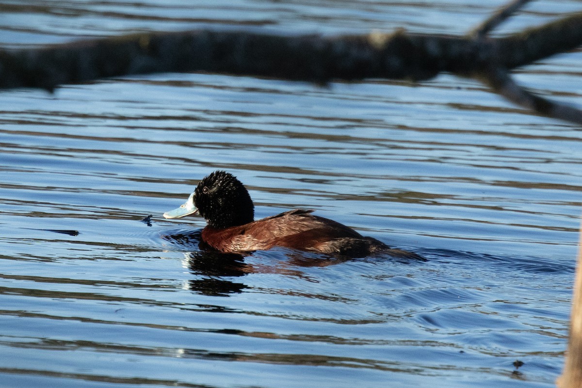 Blue-billed Duck - ML644785438