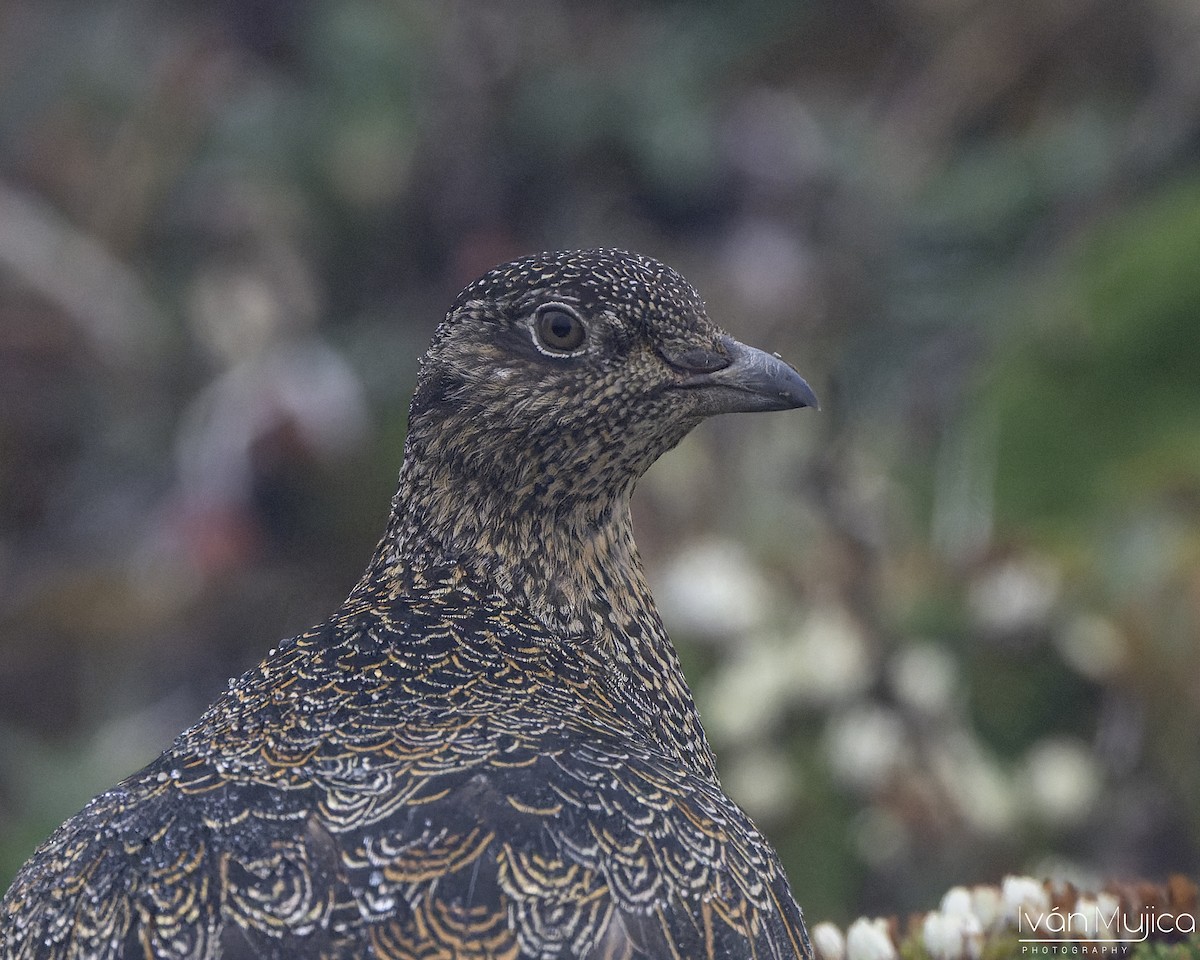 Rufous-bellied Seedsnipe - ML644785439