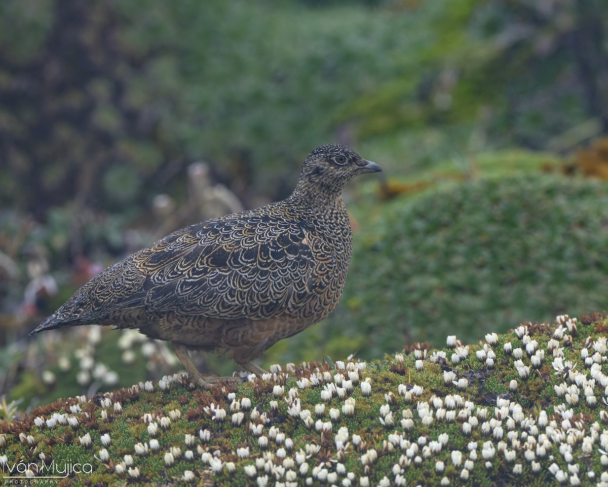 Rufous-bellied Seedsnipe - ML644785440
