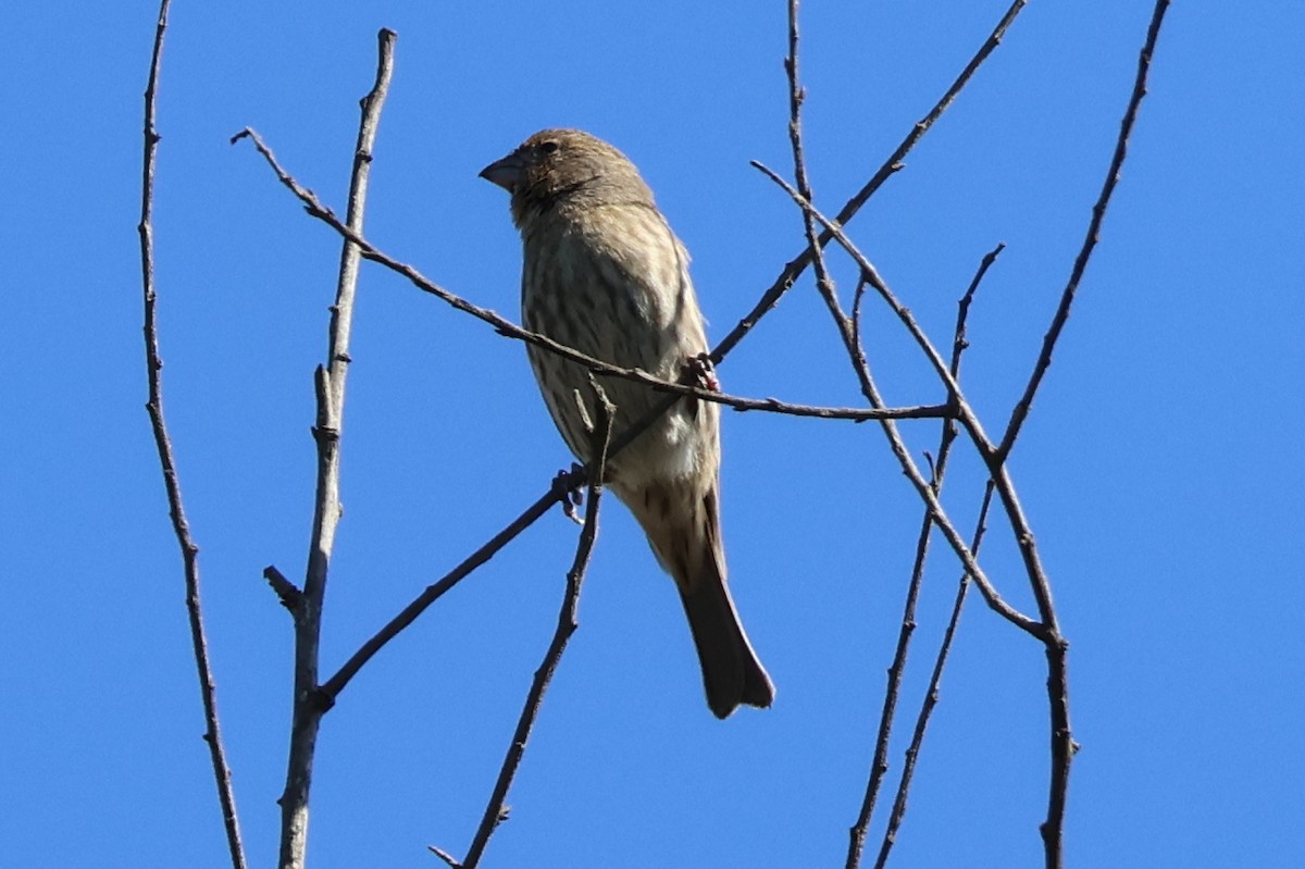 House Finch - ML644785441