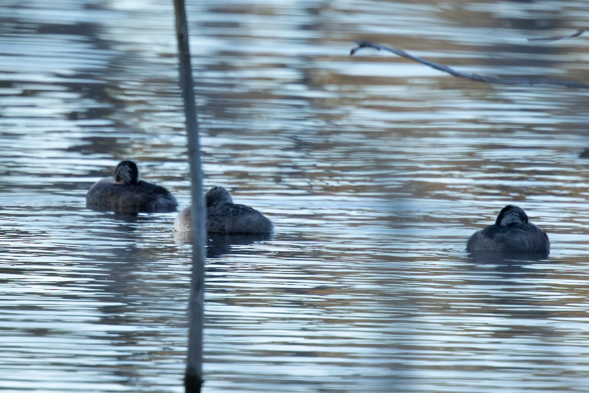 Grèbe argenté - ML644785447