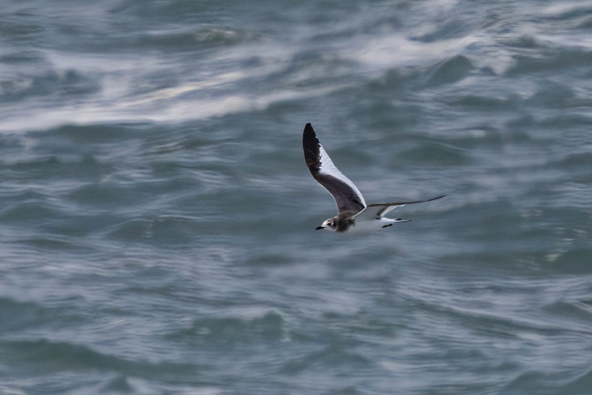 שחף קדוד-זנב - ML644785450