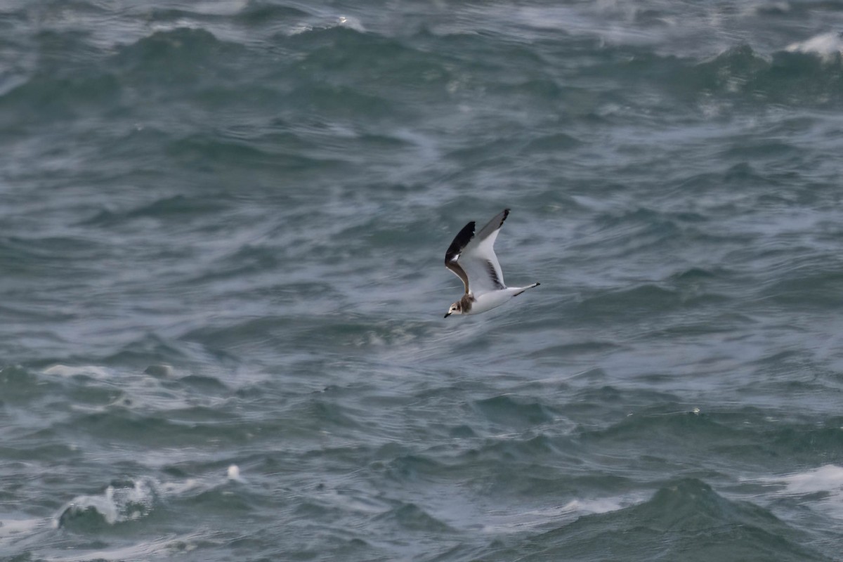 שחף קדוד-זנב - ML644785451