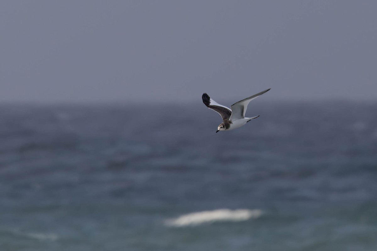 שחף קדוד-זנב - ML644785452