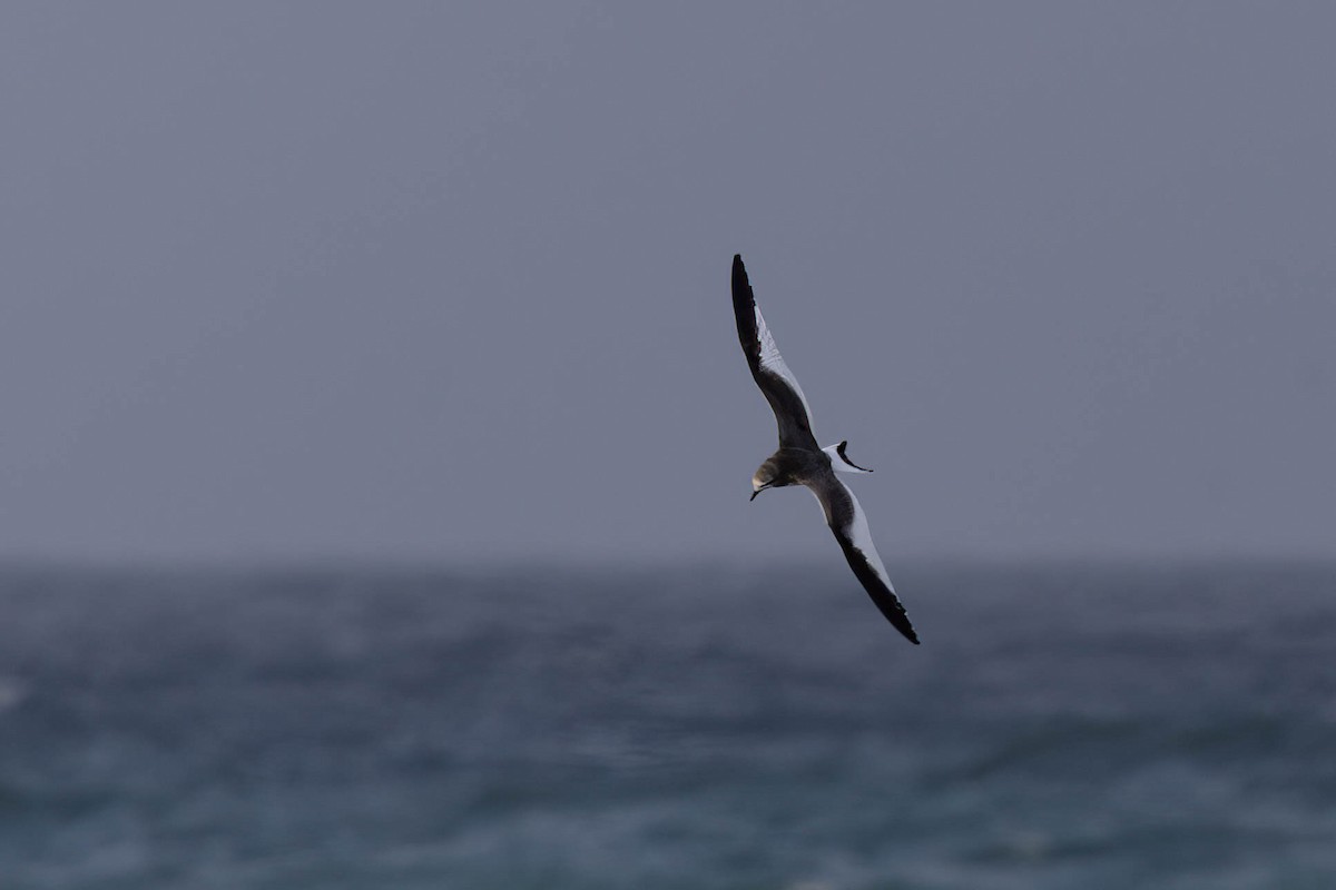 שחף קדוד-זנב - ML644785453